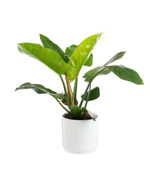 Visuel 1 du produit Philodendron Imperial Green botanic®. Le pot de Ø 21 cm