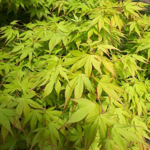 Visuel 1 du produit Acer Palmatum Katsura (érable du Japon) en pot de 30 L orange