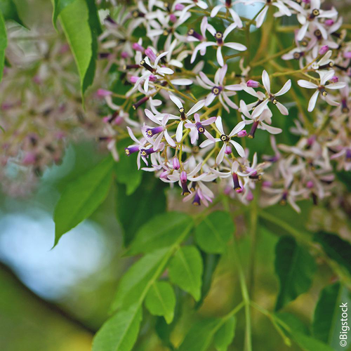 Visuel 1 du produit Margousier (Lilas de Perse) botanic® rose. Le pot de 10 litres