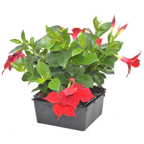 Visuel 1 du produit Dipladénia rouge - La barquette de 4 plants