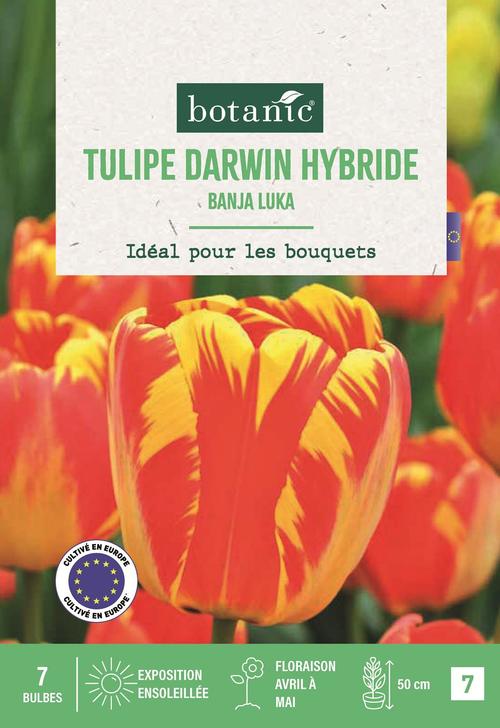 Visuel 1 du produit Bulbes de fleurs Tulipe Darwin hybride Banja Luka rouge et jaune botanic® - 7 bulbes