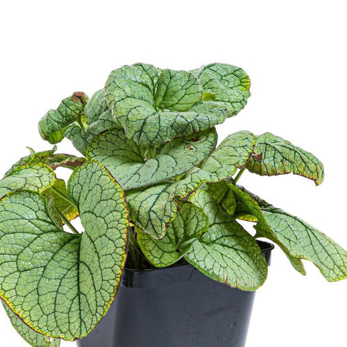 Visuel 1 du produit Myosotis du Caucase 'Jack Frost' - Le pot de 2 litres