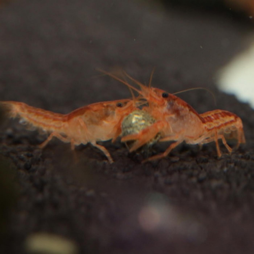 Visuel 4 du produit Nourriture pour crabe wafer - riche en protéines JBL ProNovo - 125g / 250ml