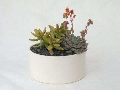 Visuel 3 du produit Composition de cactus. La coupe en céramique