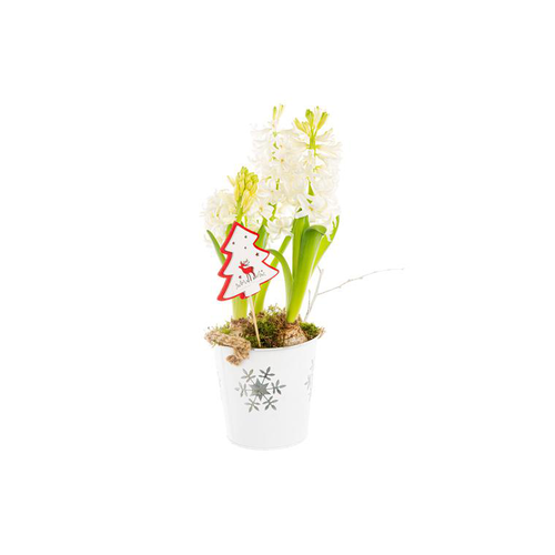 Visuel 1 du produit Jacinthe X3 Pot Zinc Flocon blanc