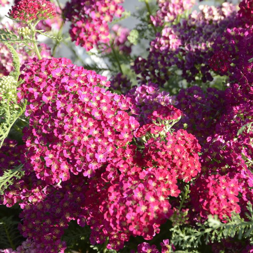 Visuel 1 du produit Achillée pomegranate rouge en pot de 2 L