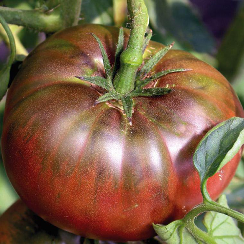 Visuel 1 du produit Tomate Côtelée Noire De Crimée Bio. La barquette de 3 plants