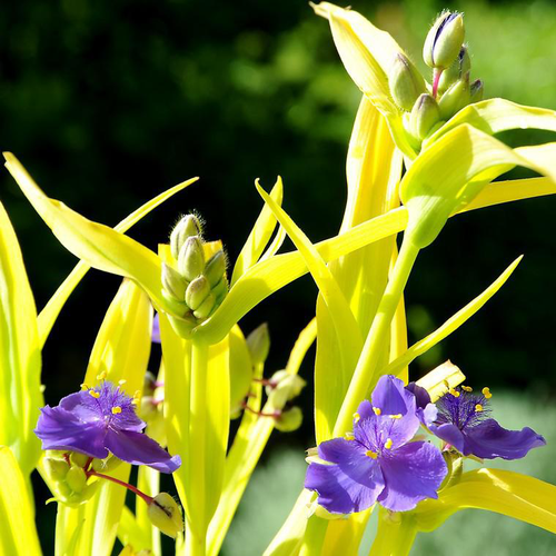 Visuel 1 du produit Ephémère de Virginie sweet kate bleue en pot de 2 L