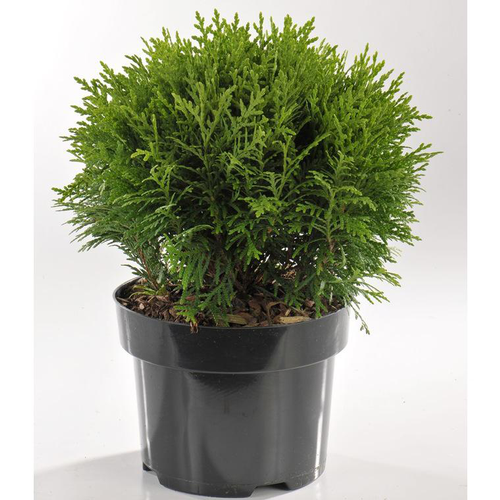 Visuel 1 du produit Thuya Occidentalis Danica (thuya du Canada) 30 ? 40 en pot de 5 L vert