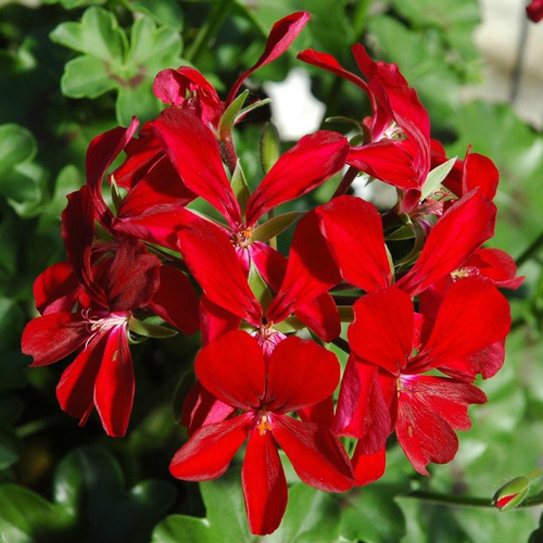 Visuel 1 du produit Géranium Lierre double à fleurs multicolores - La barquette de 6 plants