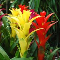 Visuel 1 du produit Guzmania. Le pot de Ø 12 x H 40 cm