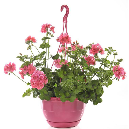 Visuel 1 du produit Géranium Lierre double à fleurs multicolores - La suspension Ø 27 cm