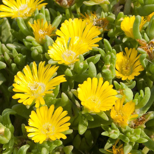 Visuel 1 du produit Pourpier Vivace Wow Golden Wonder - Le pot de 12 cm