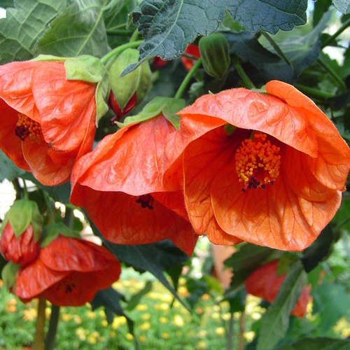 Visuel 1 du produit Abutilon X Bella - Le pot de 4 litres