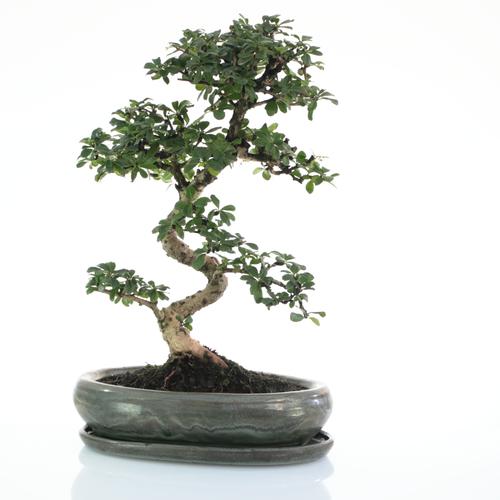 Visuel 1 du produit Bonsaï Carmona botanic® taille 5,5. Le pot