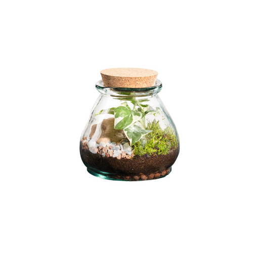 Visuel 1 du produit Terrarium autonome botanic® Bila Uso - Taille S Ø 12 cm H 12 cm