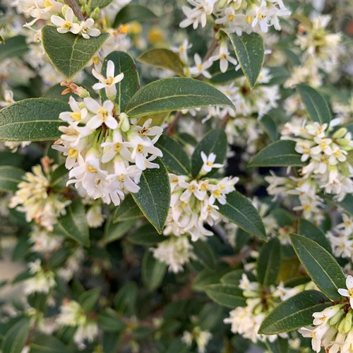 Visuel 1 du produit Osmanthus X Burkwoodii. Le pot de 5 litres