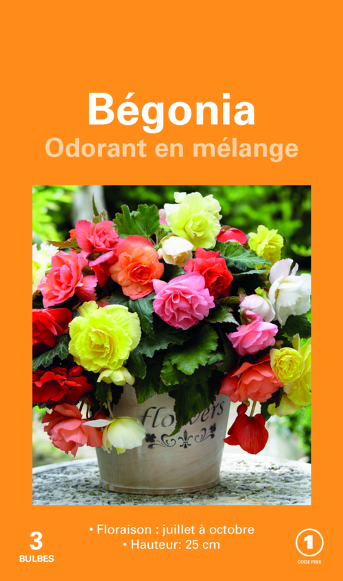 Visuel 1 du produit Bulbes de fleurs Bégonia Cascade Odorata en mélange botanic® – 3 bulbes