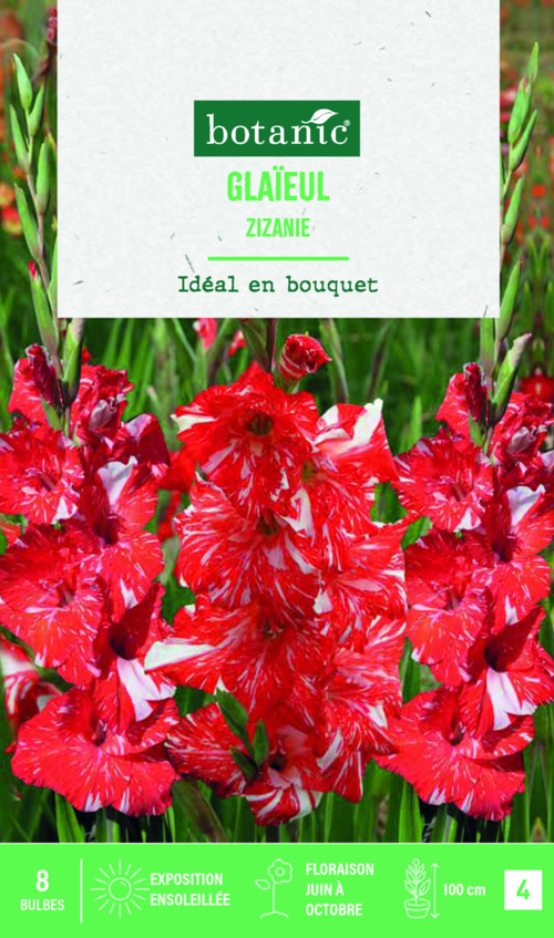 Visuel 1 du produit Bulbes de fleurs Glaïeul grandes fleurs Zizanie botanic® - 8 bulbes