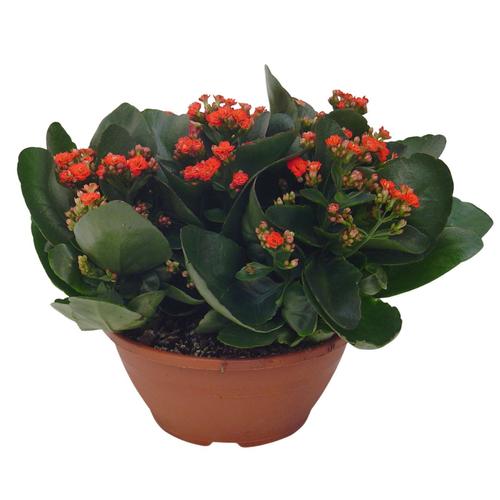 Visuel 1 du produit Kalanchoe Calandiva - en pot de Ø 10,5 cm
