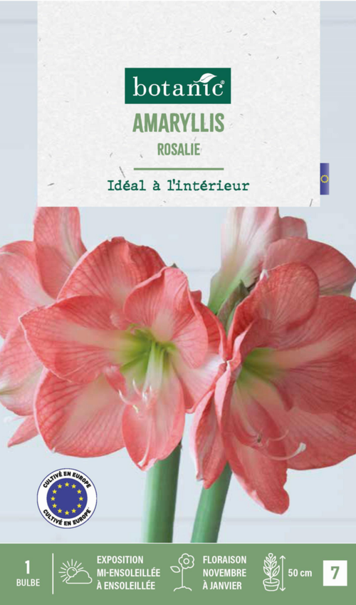 Visuel 1 du produit Amaryllis intérieur Rosalie botanic® - 1 bulbe