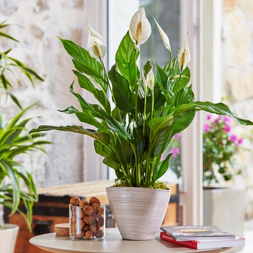 Visuel 3 du produit Spathiphyllum Sweet Benito pot Ø 14 cm - 55 cm