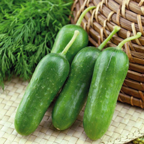 Visuel 1 du produit Mini Concombre Paska Bio. Le pot de 10,5 cm