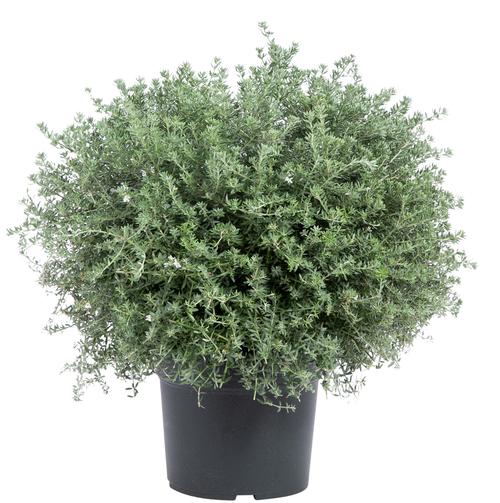 Visuel 1 du produit Westringea fruticosa bleu. Le pot de 10 litres