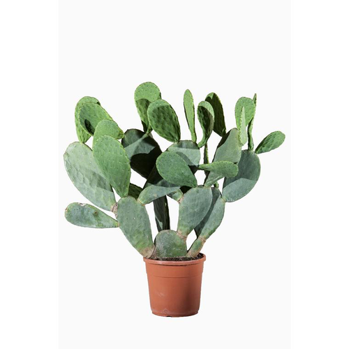 Visuel 1 du produit Opuntia Ficus Indica (Figuier de Barbarie) en pot de 15 L vert
