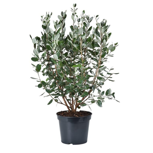 Visuel 1 du produit Feijoa Sellowiana. Le pot de 10 litres