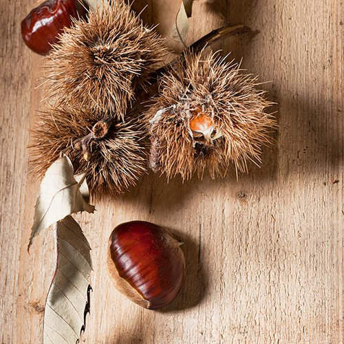 Visuel 1 du produit Chataignier Bouche De Betizac. Le pot de 15 litres