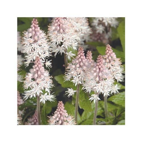 Visuel 1 du produit Tiarella Pink Torch - Le pot de 1 litre