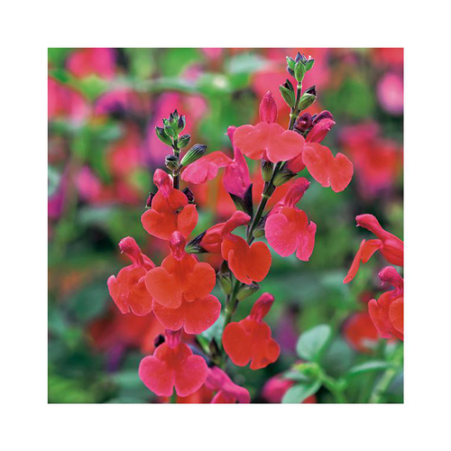 Visuel 1 du produit Sauge vivace royal bumble en pot de 3 litres