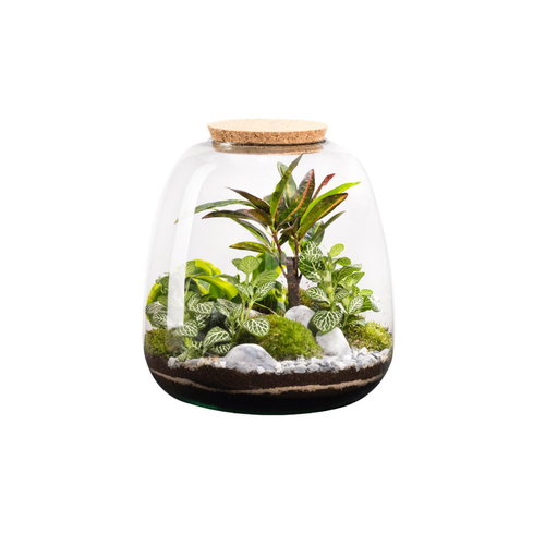 Visuel 1 du produit Terrarium autonome botanic® Moly Stone - Taille L Ø 23,5 cm H 25 cm