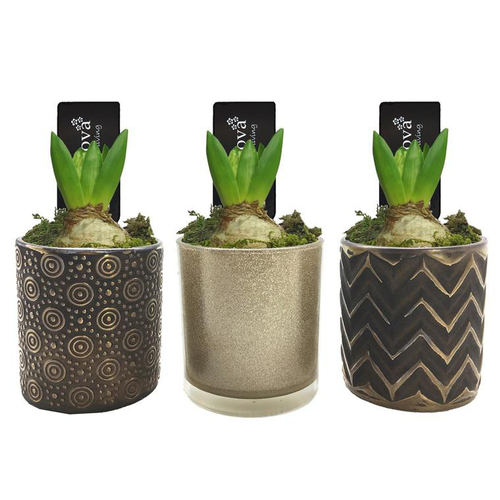 Visuel 1 du produit Jacinthe en pot déco. La composition de 11 cm