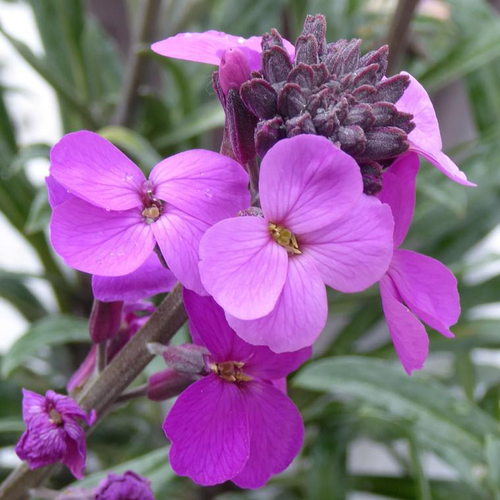 Visuel 1 du produit Fausse-Giroflée 'Winter Joy' - Le pot de 2 litres