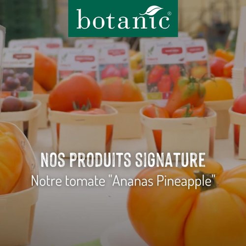 Nos produits signature : La tomate Ananas Pineapple