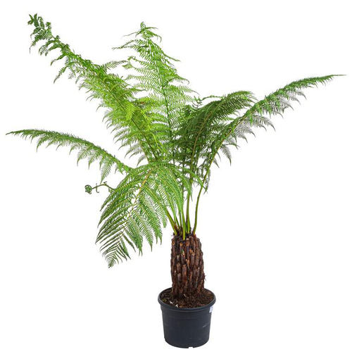 Visuel 1 du produit Fougère Dicksonia Antarctica - Le pot de 5,9 litres