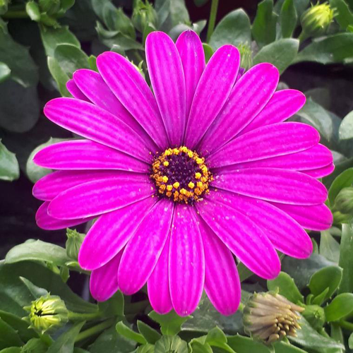 Visuel 1 du produit Osteospermum ou Dimorphoteca - Le pot déco de 10 litres