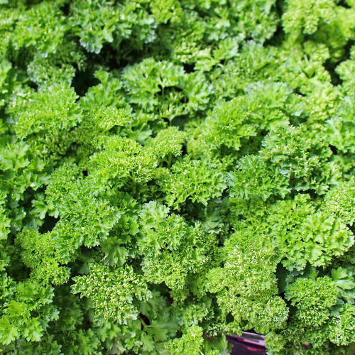 Visuel 1 du produit Persil Frise Bio. La barquette de 6 plants