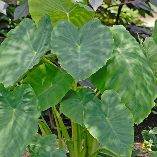 Visuel 1 du produit Colocasia - Le pot de 10 litres