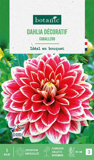 Visuel 1 du produit Bulbe de fleurs Dalhia décoratif Caballero botanic® - 1 bulbe