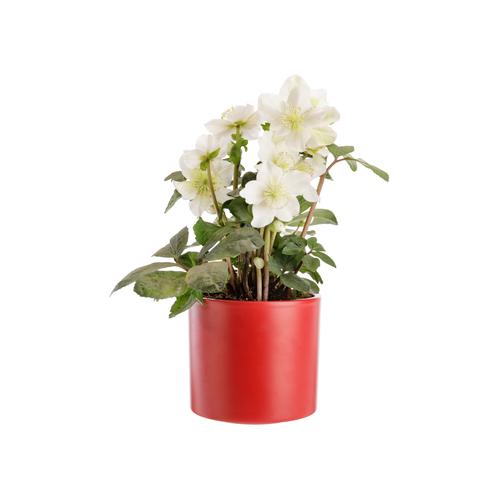 Visuel 1 du produit Hellébore blanc. Le pot Ø 13,5 cm avec cache pot rouge.