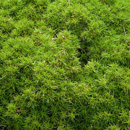 Visuel 1 du produit Sagine 'Rucos' - Le pot de 1 litre