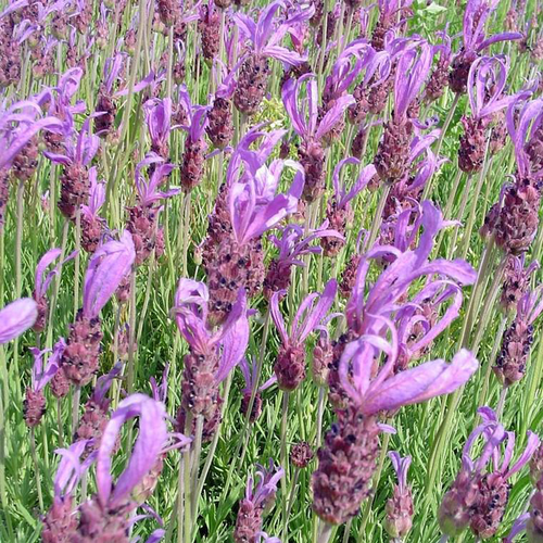 Visuel 1 du produit Lavande Stoechas - Le pot de 3 litres