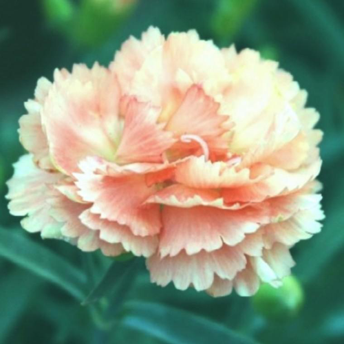 Visuel 1 du produit Œillet Lillipot - Le pot de 3 litres