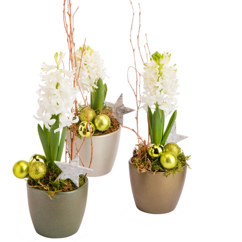 Visuel 1 du produit Jacinthe en pot céramique