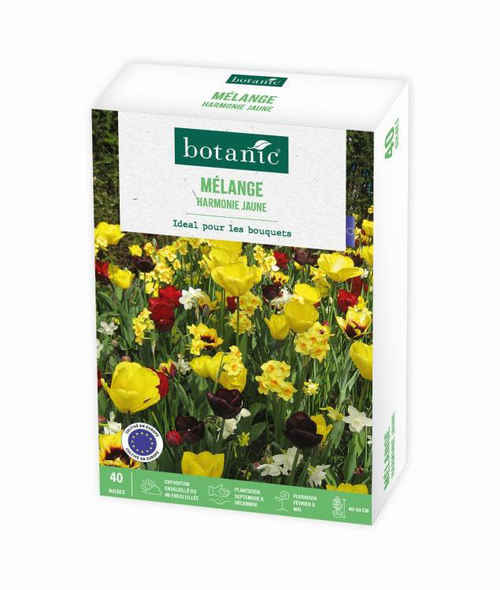 Visuel 1 du produit Mélange harmonie coloris jaune botanic® - 40 bulbes