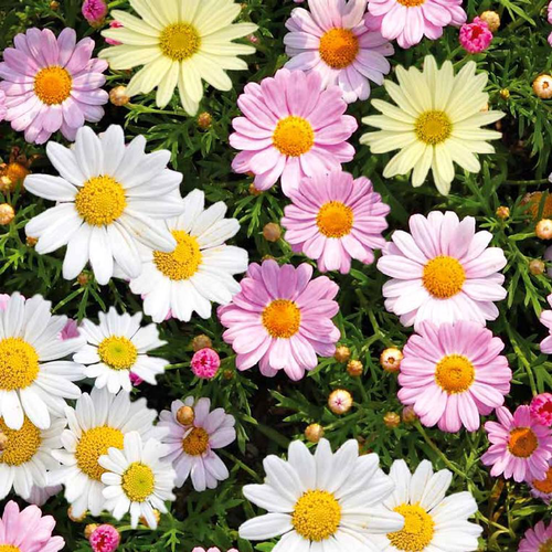 Visuel 1 du produit Anthemis En Melange. Le pot de 10,5 cm