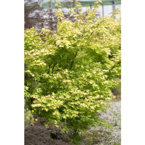 Visuel 2 du produit Erable du Japon (ACER PALMATUM ORANGE DREAM ) Le pot de 80 litres